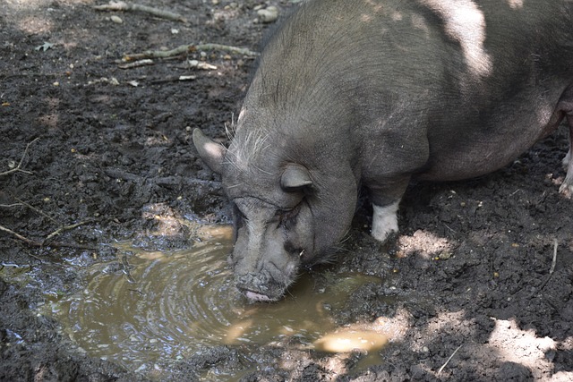 金元昊和孔 金元昊和孔